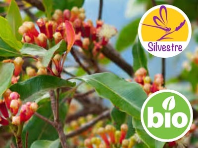 Aceite Esencial de Clavo de Brotes Verdes Silvestre y BIO