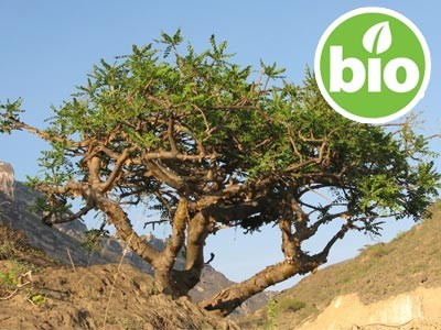 Incienso Carterii BIO