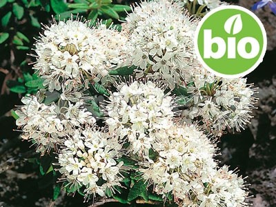 Aceite Esencial de Té de Labrador BIO - Ledum groenlandicum