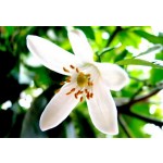 Aroma de Azahar - Hidrosoluble
