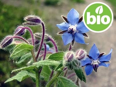 Aceite de Borago / Borraja Virgen 1ª presión BIO