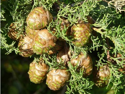 Aceite Esencial de Ciprés - España