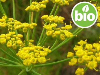Aceite Esencial de Hinojo Dulce BIO