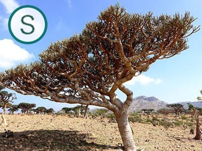 Aceite Esencial de Incienso de la India Silvestre (Boswellia serrata)