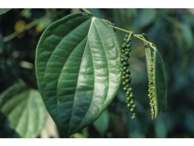 Aceite Esencial de Pimienta Negra