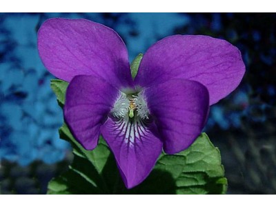 Absoluto de Violeta