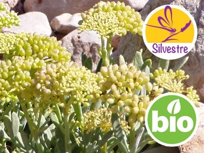 Aceite Esencial de Hinojo Marino Silvestre y BIO