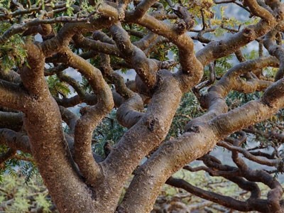 Aceite Esencial de Incienso (Olíbano)