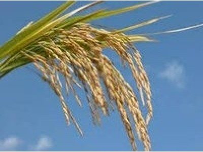 Almidón de Arroz purificado phEur / USP