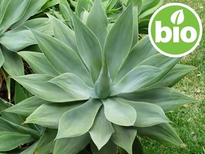 Inulina Vegetal BIO