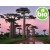 Aceite de Baobab 1ª presión BIO
