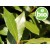 Aceite Esencial de Laurel BIO