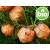 Aceite Esencial de Ciprés BIO