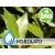 Hidrolato de Laurel BIO - Microfiltrado